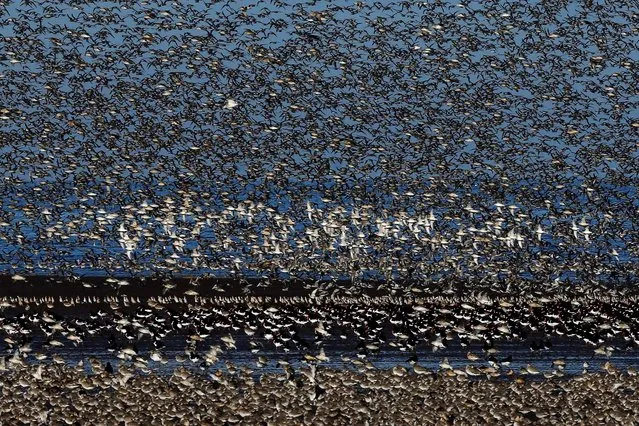 Waders flock together seeking new feeding grounds during the incoming tide. (Photo by Dan Kitwood/Getty Images via The Palm Beach Post)