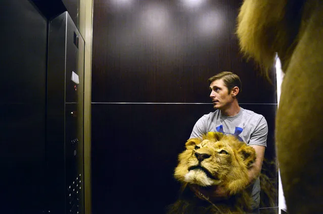 Conroe Taxidermy employee Brandon Casteel, of Conroe, Texas, holds a lion's head in an elevator while moving three taxidermic lions at the Kay Bailey Hutchison Convention Center on Wednesday January 6, 2016 in Dallas. The Dallas Safari Club's annual convention starts Thursday and runs through the weekend. (Photo by Rachel Woolf/The Dallas Morning News via AP Photo)