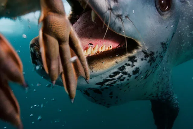 National Geographic has created “Air, Land & Sea: the 50 greatest wildlife photographs” exhibition. Here: Leopard seal, Anvers Island, Antarctica, 2006. (Photo by Paul Nicklen/National Geographic)