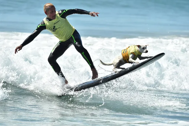 Sugar the Surfing Dog and Ryan Rustan compete in the 10th Annual Surf City Surf Dog competition on September 29, 2018 in Huntington Beach, California. (Photo by Axelle/Bauer-Griffin/FilmMagic)