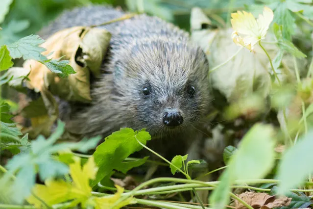 A hedgehog searches for food and water in Stirlingshire, Scotland, as the heatwave continues. (Photo by Kay Roxby/Alamy Stock Photo)