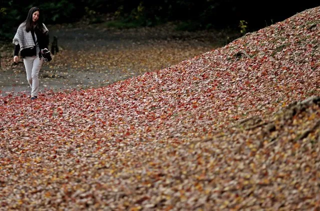 A visitor strolls through the red autumn leaves at the Hamarikyu Garden in Tokyo, Thursday, December 1, 2016. (Photo by Shuji Kajiyama/AP Photo)
