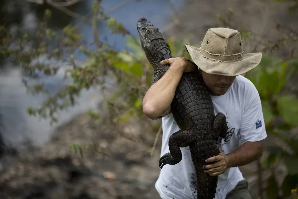 Thousands of Caimans Thrive in Rio's Urban Sprawl