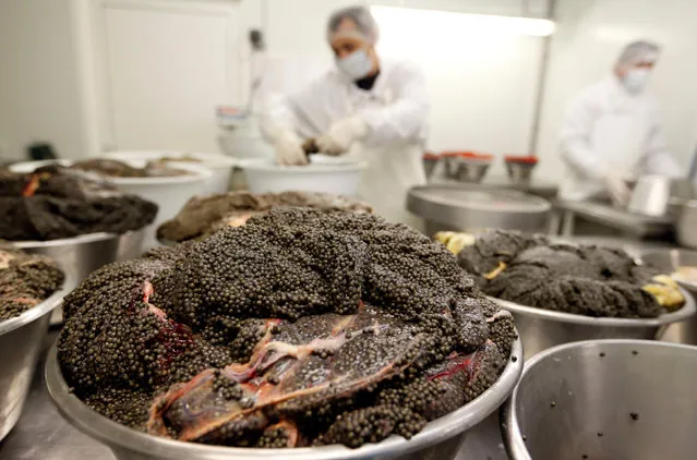 Employees prepare caviar at the caviar fish farming “Sturgeon”, the leading French producer, in Saint-Genis-de-Saintonge, France, November 8, 2016. (Photo by Regis Duvignau/Reuters)