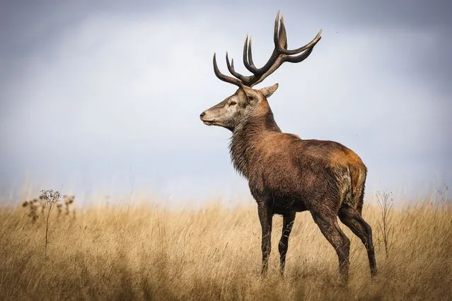A 12-point stag is seen in Richmond Park, west of London, on October 1, 2023. The deer mating season, also known as the rut, takes place in the autumn and the red stags and fallow bucks compete for females. In the lead up to the rut, there are a number of physiological changes to male deer including an increase of testosterone, the doubling of neck thickness, the larynx becoming more prominent and the tongue changing shape. Roars are used as the first line of defence as a way to deter rivals. A deeper louder roar signals a larger animal. The sound of a roar can help rival stags determine from a distance whether to try their luck, and females can use it to judge the best quality males in the area. Richmond Park and Bushy Park are home to over 1,000 free roaming red and fallow deer. (Photo by Adrian Dennis/AFP Photo)