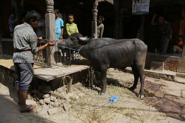 In this October 16, 2018, photo, a Nepalese butcher gets ready to sacrifice a buffalo in Bhaktapur, Nepal. (Photo by Niranjan Shrestha/AP Photo)