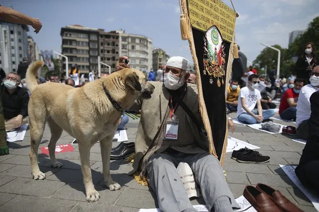 A man sprays disinfectant on a Anatolian shepherd dog as people pray outside the newly built Taksim Mosque at the Taksim Square in Istanbul, Friday, May 28, 2021. Turkish President Recep Tayyip Erdogan inaugurated landmark mosque in Istanbul's Taksim Square, fulfilling a long-time ambition to build a Muslim house of worship at the city's main public space that has become an emblem of the modern Turkish Republic. (Photo by Emrah Gurel/AP Photo)