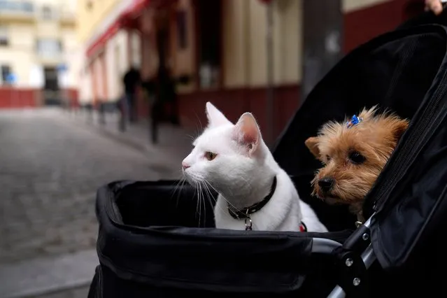 A cat and a dog sit inside a baby stroller in Seville, Spain, Saturday, June 19, 2021. (Photo by Thanassis Stavrakis/AP Photo)