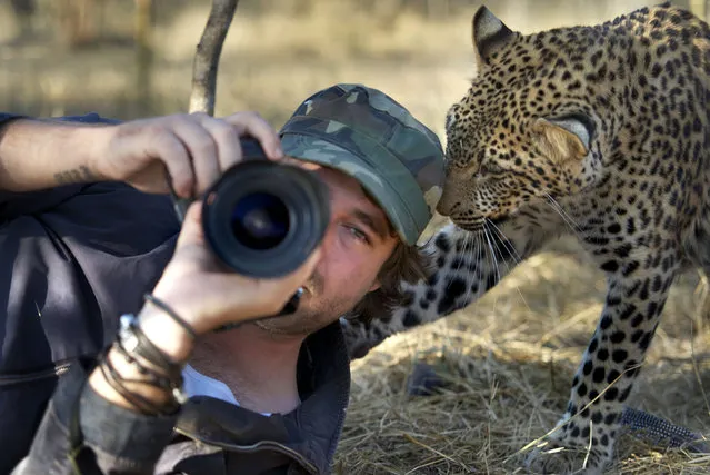 Russell and a leopard get close while in the Tshukudu Game Reserve in South Africa. (Photo by Russell McLaughlin/Caters News Agency)