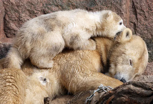 A yet unnamed polar bear cub is out and about with its mother “Vilma” for the first time in their enclosure at the zoo in Rostock, Germany, 25 March 2015. The 3.5 months old polar bear cub weights just about 20 kg and is to be baptized on 31 March 2015. (Photo by Bernd Wuestneck/EPA)