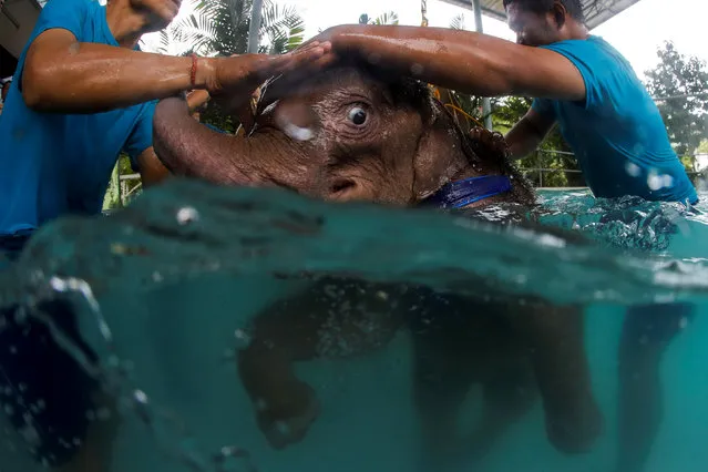 Fah Jam, a five-month-old baby elephant, receives help from handlers as she arrives for a hydrotherapy treatment as part of a lengthy rehabilitation process to heal her injured front left foot at a rehabilitation center in Pattaya, Thailand January 5, 2017. (Photo by Athit Perawongmetha/Reuters)