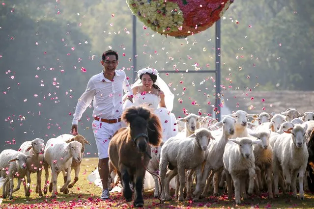 Bride Duangreuthai Amnuayweroj and groom Kasemsak Jiranantiporn run among sheep during a wedding ceremony ahead of Valentine's Day at a resort in Ratchaburi province, Thailand, February 13, 2016. (Photo by Athit Perawongmetha/Reuters)