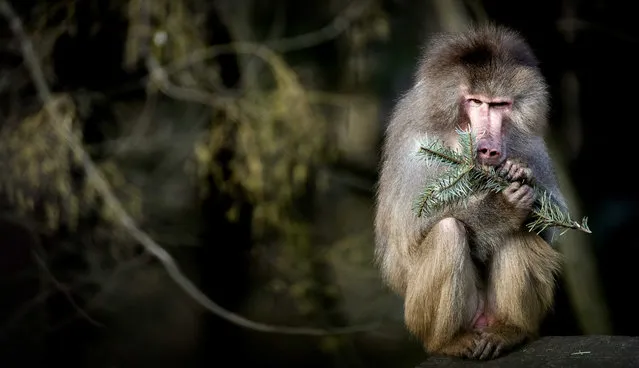 A baboon nibbles on the branch of an old Christmas tree at the Amersfoort Zoo in Amersfoort, The Netherlands, 06 January 2019. The animals at the zoo are donated thre trees for eating and playing by visitors who bring them to the animal park after the the Christmas holiday season. (Photo by Koen van Weel/EPA/EFE)