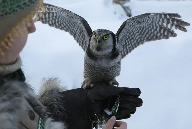 Zoo employee Daria Zhirnova holds Marusya, a Northern hawk-owl, during a training session which is a part of Royev Ruchey zoo's programme of taming wild animals for research, and for enlightenment and interaction with visitors, in the Siberian taiga forest in the suburb of Krasnoyarsk, Russia January 10, 2017. (Photo by Ilya Naymushin/Reuters)