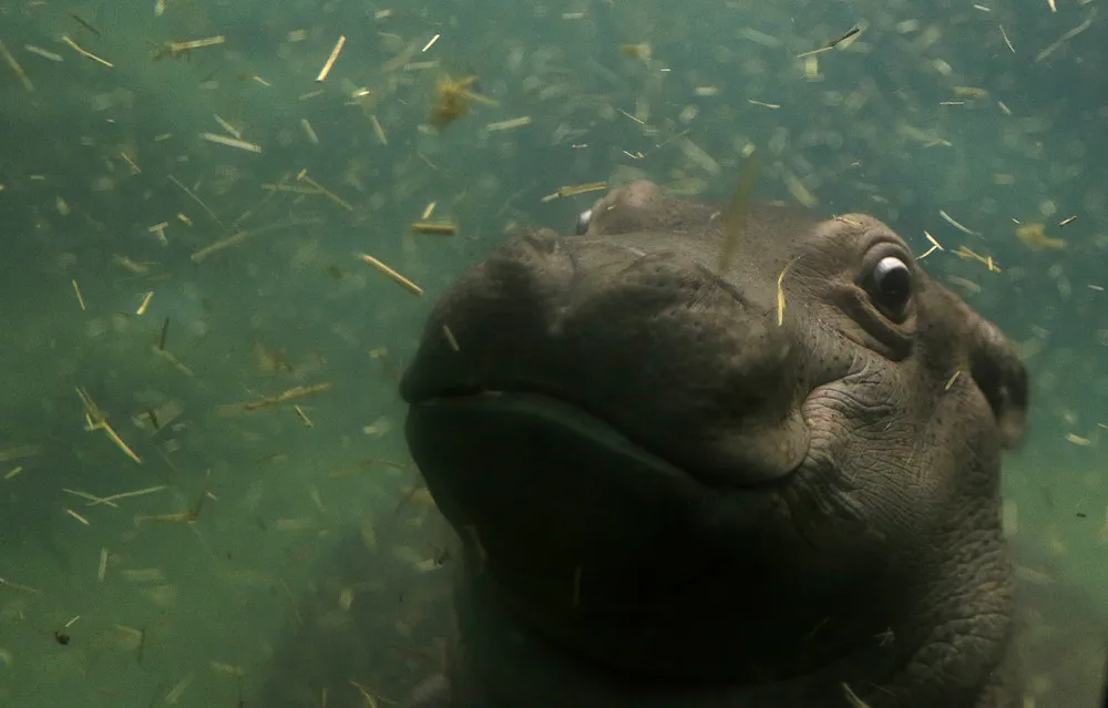 Prague Zoo Welcomes Baby Hippo