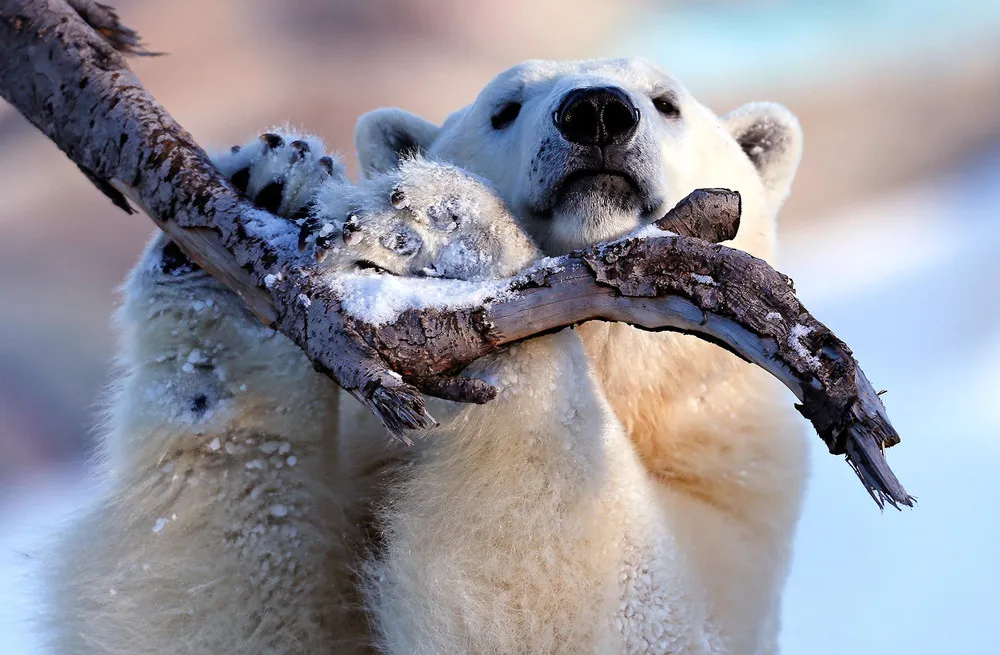 The Week in Pictures: Animals, December 28 – January 3, 2013