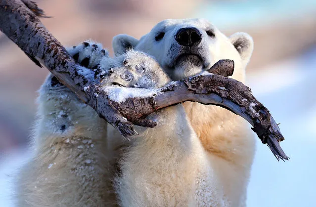 Taiga the polar bear grabs a tree branch at the Quebec Aquarium in Quebec City, December 30, 2013. (Photo by Mathieu Belanger/Reuters)