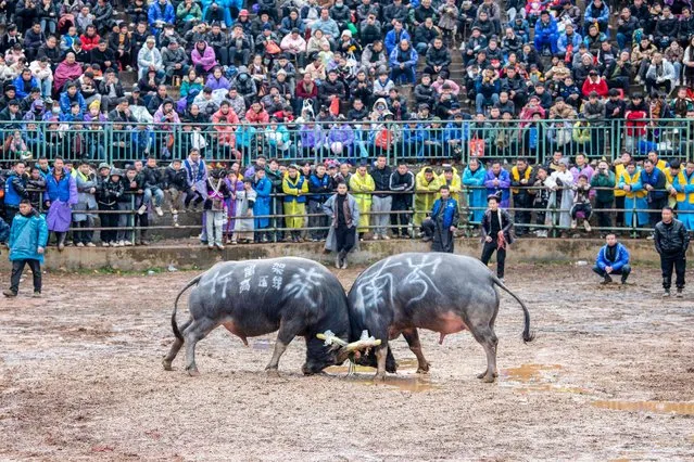 The photo taken on January 2, 2024 shows a bullfight between two bulls as spectators look on in Congjiang county, Qiandongnan Miao and Dong Autonomous Prefecture, in China's southwestern Guizhou province. (Photo by AFP Photo/China Stringer Network)