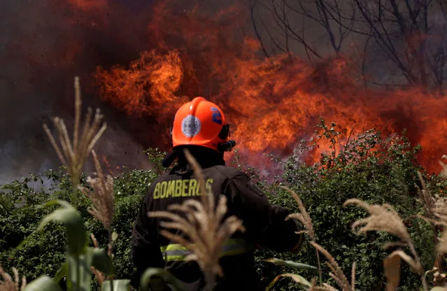 A firefighter is pictured during a forest fire in San Carlos town, at the country's central-south regions, Chile January 28, 2017. (Photo by Juan Golzalez/Reuters)