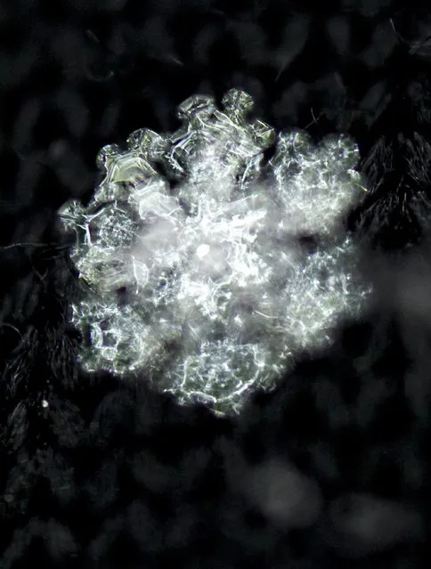 Reflections shimmer in a snowflake resting on a black glove after a fresh snowfall in Knoxville on Tuesday, January 28, 2014. (Photo by Adam Lau/News Sentinel)