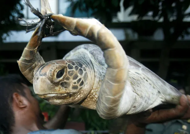 A worker holds a green turtle (Chelonia mydas) after unloading it from a truck in Denpasar, Bali, Indonesia May 19, 2010. Police said they foiled an attempt to smuggle 71 green turtles for food. The turtles, caught in the waters off Sulawesi Island, have an average weight of 100 kilograms (220 pounds). (Photo by Murdani Usman/Reuters)