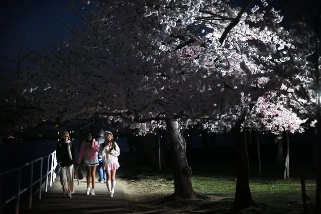 People walk by a blooming cherry tree along the Tidal Basin before sunrise on Wednesday March 20, 2024 in Washington, DC. (Photo by Matt McClain/The Washington Post)