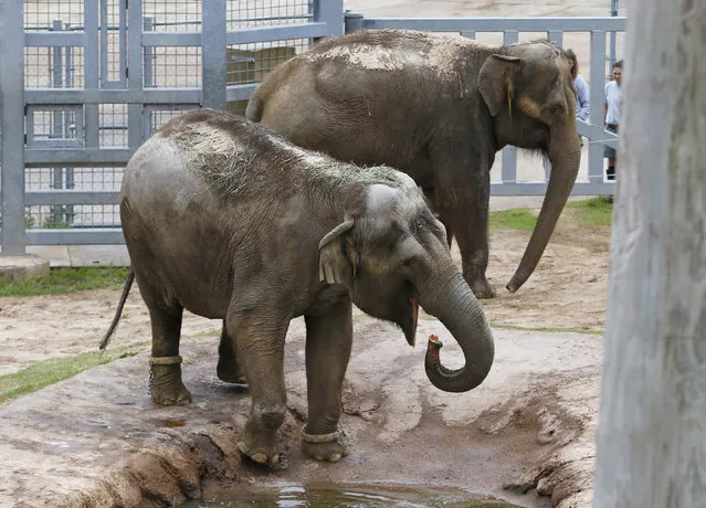 Bamboo, front, and Chai, rear, two Asian elephants from Seattle, check out their enclosure at the Oklahoma City Zoo in Oklahoma City, Wednesday, May 13, 2015. Chai and Bamboo arrived safely around 3 a.m. Wednesday at the Oklahoma City Zoo and Botanical Garden. (Photo by Sue Ogrocki/AP Photo)