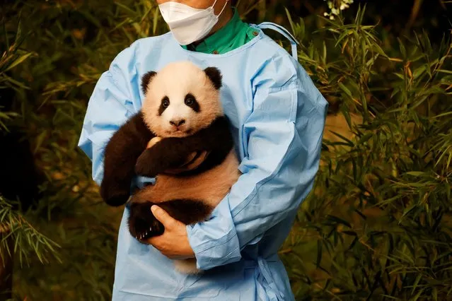 A zookeeper poses for photographs with a giant panda cub Fu Bao during an event to announce its name for the first time at an amusement park in Yongin, South Korea, on November 4, 2020. (Photo by Kim Hong-Ji/Reuters)