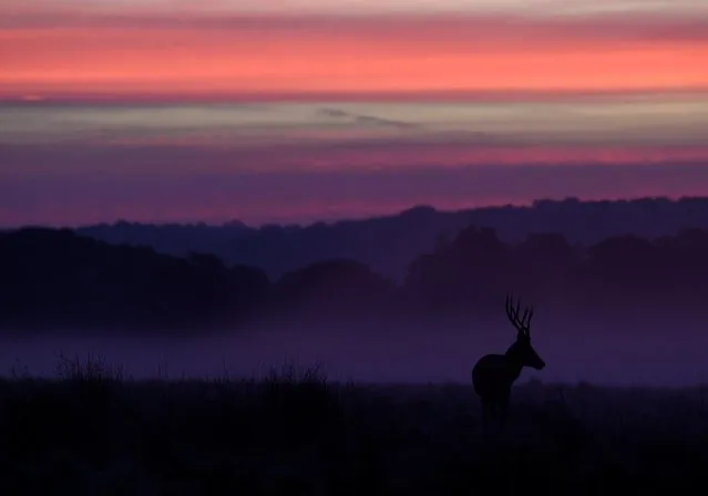 A deer is silhouetted before sunrise during the annual rutting season in Richmond Park, London, Britain, October 18, 2021. (Photo by Toby Melville/Reuters)
