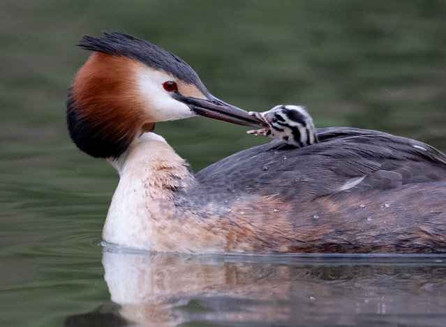 A grebe chick also known as a humbug due to its feather pattern is fed by its parent at Regent's Park in London on Thursday, April 25, 2024. (Photo by Alister Gooding/Picture Exclusive)
