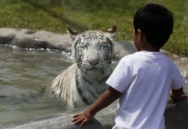 A child watches as Civa Sumac, a white Bengal tiger, explores her new glass-fronted enclosure at Huachipa zoo in Lima, on April 3, 2014. (Photo by Mariana Bazo/Reuters)