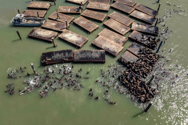 This aerial view shows California sea lions congregating at Pier 39 on May 7, 2024 in San Francisco, California. A recent surge in the number of sea lions at this popular tourist destination has resulted from large schools of anchovies and herring in the bay waters for them to feed on before the approaching mating season. (Photo by Loren Elliott/AFP Photo)