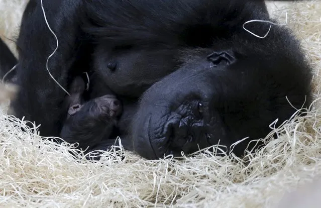 Shinda, a western lowland gorilla, holds her newborn baby in its enclosure at Prague Zoo, Czech Republic, April 24, 2016. (Photo by David W. Cerny/Reuters)