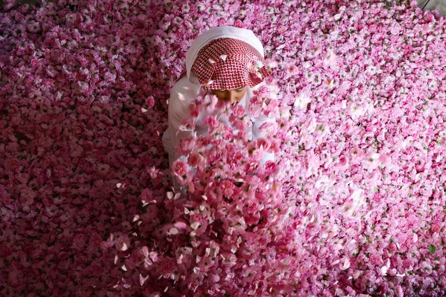 A worker at the Bin Salman farm sits amidst freshly picked Damascena (Damask) roses in the air, used to produce rose water and oil, in the western Saudi city of Taif, on April 11, 2021. Every spring, roses bloom in Taif, transforming pockets of the kingdom's vast desert landscape into fragrant pink patches. And for one month in April, they produce essential oil that is used to cleanse the outer walls of the sacred Kaaba, the cubic structure in the holy city of Mecca towards which Muslims around the world pray. (Photo by Fayez Nureldine/AFP Photo)