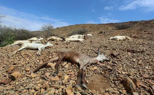 Carcasses of goats are seen near Jidhi town of Awdal region, Somaliland April 10, 2016. (Photo by Feisal Omar/Reuters)