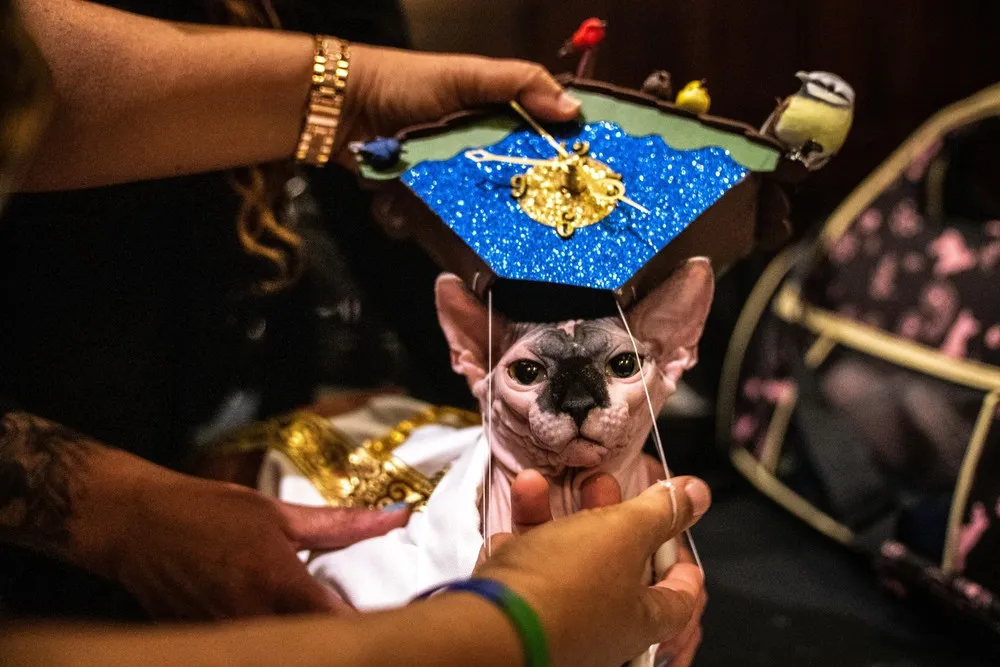 New York Cat Fashion Show 2019