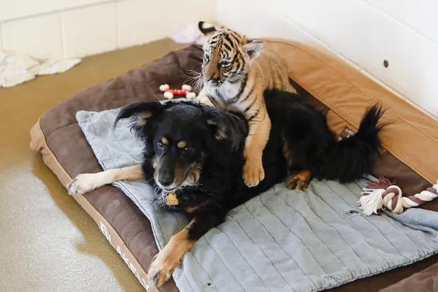 Malaysian tiger cubs play with resident nursery dog Blakely at the Cincinnati Zoo & Botanical Gardens, Wednesday, March 29, 2017, in Cincinnati. Three cubs were born on Feb. 3 to 3-year-old Cinta, a first-time mother, in the zoo's captive breeding program who rejected her offspring prompting zookeepers to intervene. (Photo by John Minchillo/AP Photo)