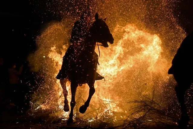 A horseman rides through a bonfire in the village of San Bartolome de Pinares in the province of Avila in central Spain, during the traditional religious festival of “Las Luminarias” in honour of San Antonio Abad (Saint Anthony), patron saint of animals, on January 16, 2022. (Photo by Pierre-Philippe Marcou/AFP Photo)