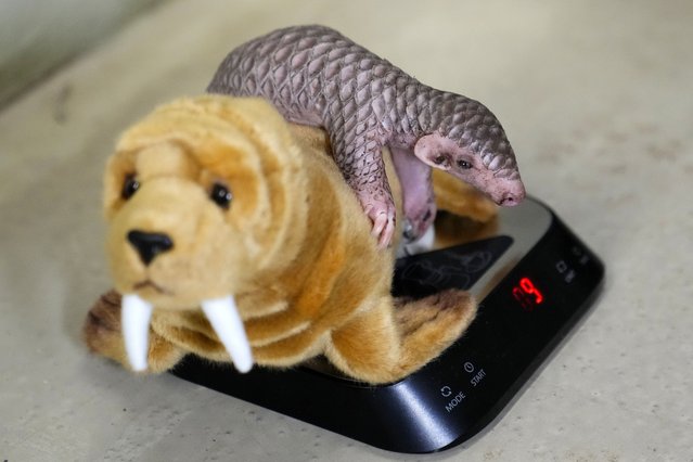 A baby Chinese pangolin is being weighed at the Prague Zoo, Czech Republic, Thursday, February 23, 2023. A female baby of Chinese pangolin has been born in the Prague zoo on Feb 2, 2023, as the first birth of the critically endangered animal on the European continent, and was doing well, the park said. (Photo by Petr David Josek/AP Photo)
