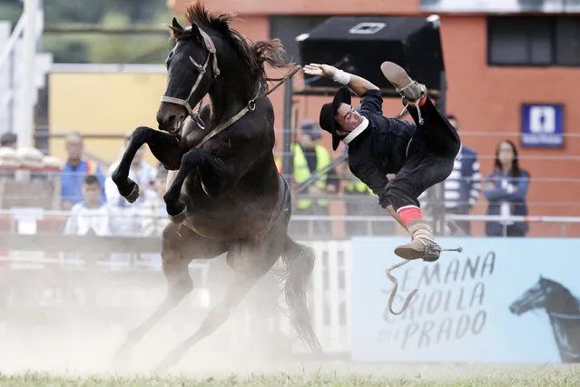 In this Wednesday, April 12, 2017 photo, a gaucho is thrown off a wild horse during the Criolla del Prado rodeo in Montevideo, Uruguay. During Holy Week the city of Montevideo organizes the rodeo to reward the best horse riders. (Photo by Matilde Campodonico/AP Photo)