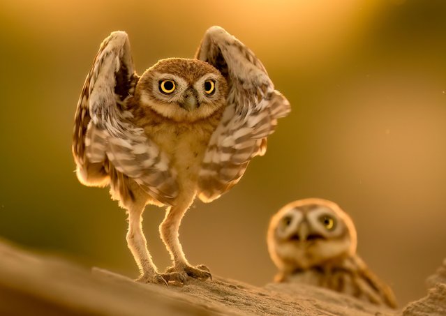 Little owl chicks stretch their wings as they emerge from their burrow at the Al Marmoom desert conservation reserve in Dubai, UAE in June 2024. (Photo by Anoop Raghavan Manikkoth/Solent News & Photo Agency)