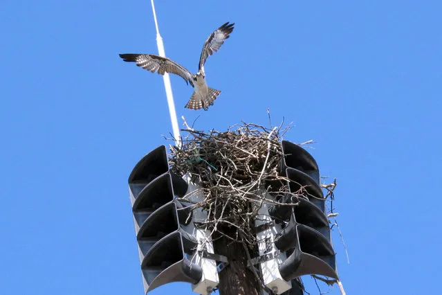 An osprey takes off from its nest inside a fire siren in Spring Lake N.J. on Tuesday May 6, 2014. The Jersey shore town has been forced to turn the siren off until fall to avoid disturbing the bird and any chicks it may have. First responders are notified of emergencies using pagers or cell phones. (Photo by Wayne Parry/AP Photo)