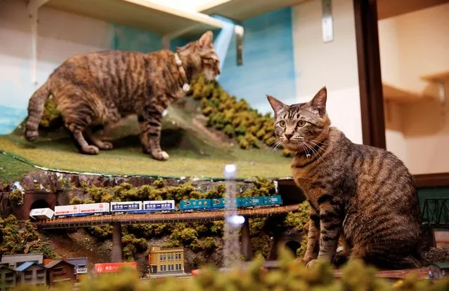 Cats stroll on a big diorama model inside a restaurant called “Diorama Restaurant”, managed by Naoki Teraoka, in Osaka, Japan February 22, 2022. (Photo by Akira Tomoshige/Reuters)