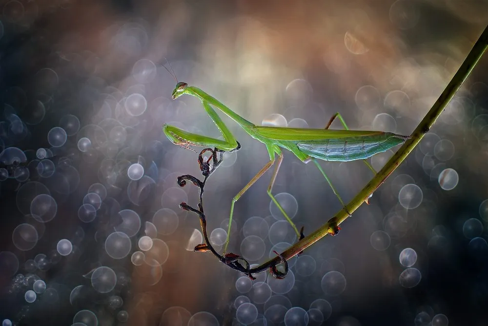Nordin Seruyan’s Beautiful Garden Insect Photography