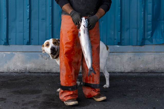 Jade Rodriguez's dog eyes a blueback, or Quinault sockeye salmon, before Rodriguez brings it to Quinault Pride Seafood to sell, Wednesday, May 22, 2024, in Taholah, Wash. The tribe relies on the fish for everything from food to jobs to cultural traditions. (Photo by Lindsey Wasson/AP Photo)