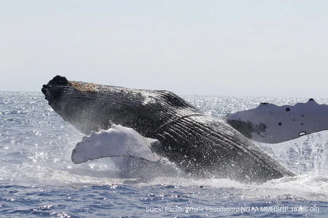 A humpback whale breaches after being freed from entanglement in a heavy line off Hawaii, US in March 2022. (Photo by AP Photo)
