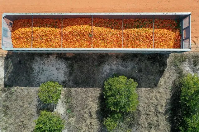 In an aerial view, oranges are packed into a transport truck as they are harvested at one of the Peace River Packing Company groves on February 01, 2022 in Fort Meade, Florida. A U.S. Department of Agriculture forecast announced that Florida is on pace to produce its smallest crop of oranges since 1944 -1945. One of the major causes of the low yield is the citrus greening disease, a bacteria that can cause massive fruit drops and eventually kill citrus trees. (Photo by Joe Raedle/Getty Images/AFP Photo)