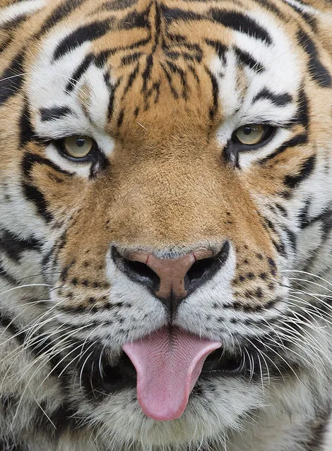 An Amur tiger (Panthera tigris altaica), also known as the Siberian tiger, sticks out its tongue at the zoo in Leipzig, Germany, Tuesday, July 14, 2015. (Photo by Jens Meyer/AP Photo)
