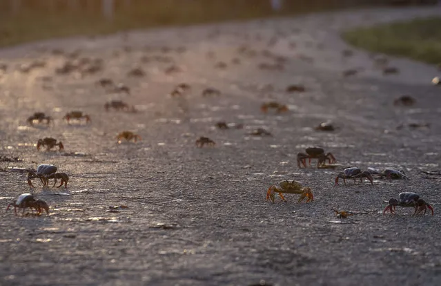 Thousands of crabs cross a road after spawning in the sea in Giron, Cuba, Saturday, April 9, 2022. The yearly crab spawning migration causes concern to drivers that try to swerve in a futile attempt not to kill the crustaceans and are a nuisance to residents but the sight of their travels across the road is a wonder for tourists and anyone interested in the phenomenon. (Photo by Ramon Espinosa/AP Photo)