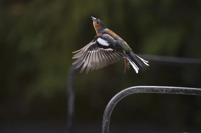 A Chaffinch bird flies through Glenveagh National Park during Britain's Prince Charles and his wife, Camilla Duchess of Cornwall's tour to Donegal, Ireland May 25, 2016. (Photo by Clodagh Kilcoyne/Reuters)